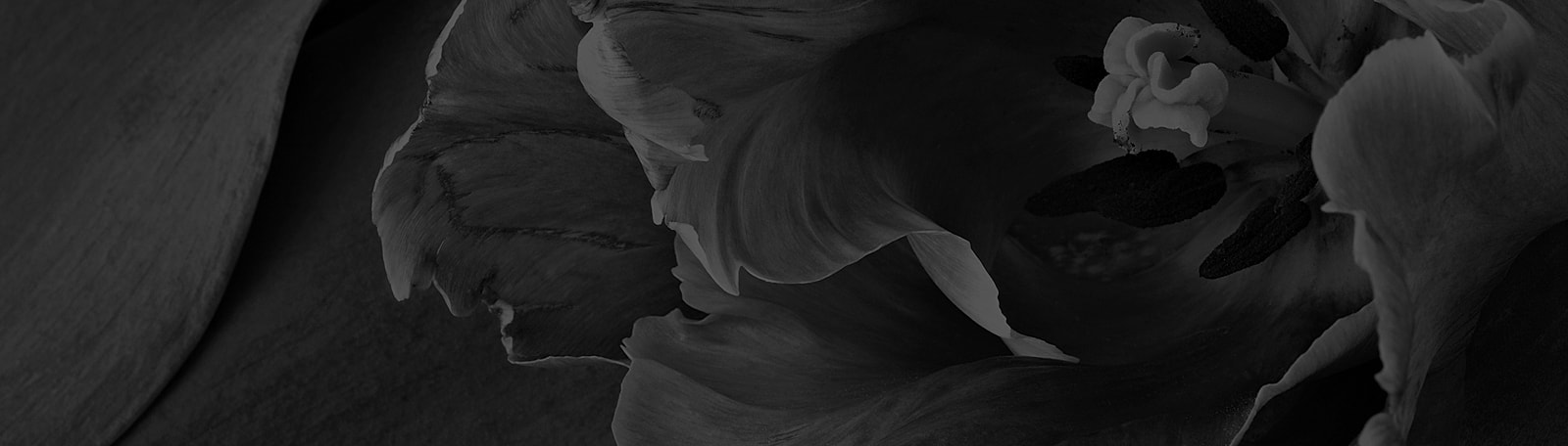 Black and white close-up of flower petals.